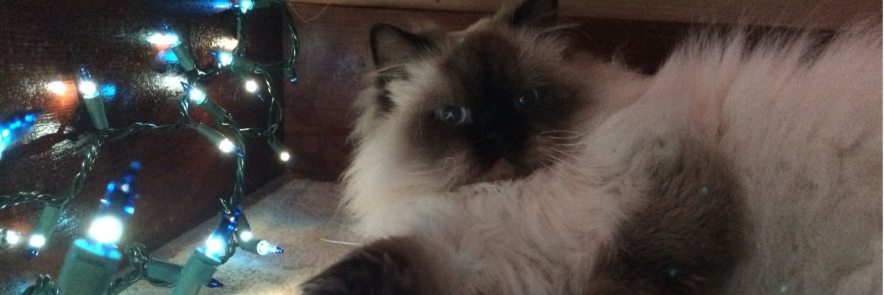lexytooley's profile banner image
