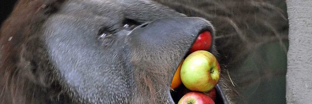 JonRizik's profile banner image