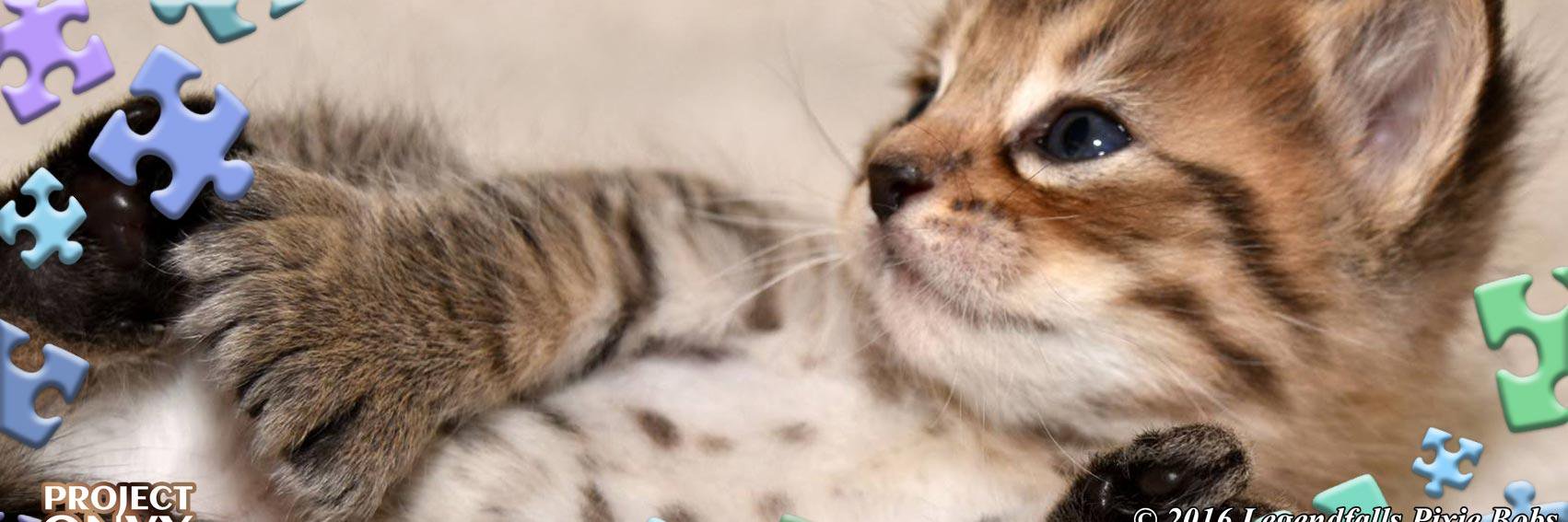 ProjectOnyxCat's profile banner image
