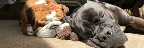 dannat98 Profile Banner