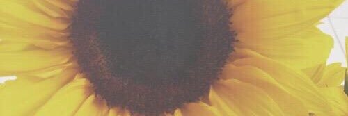 sooocutePIA's profile banner image