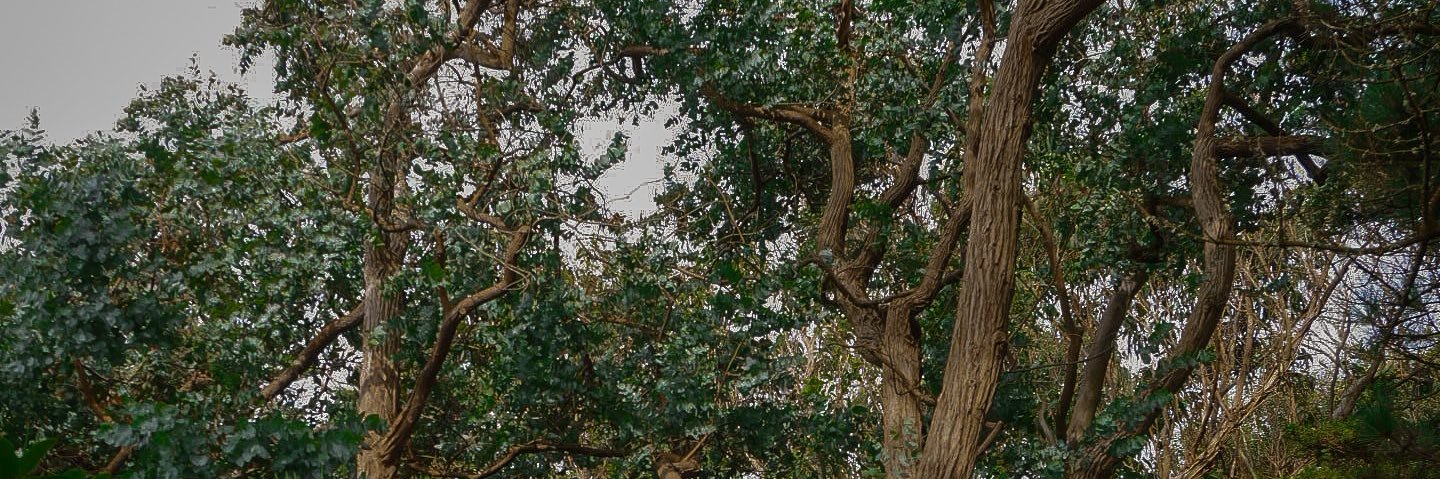 clmmnne's profile banner image