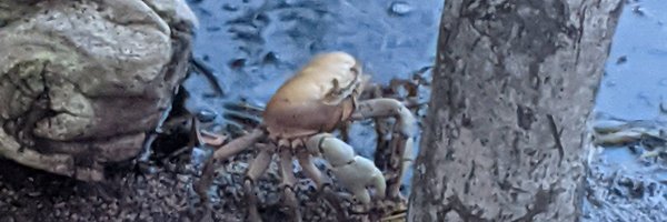 omnivorous_egg Profile Banner