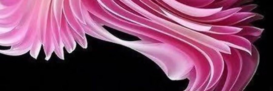 Wilma banner