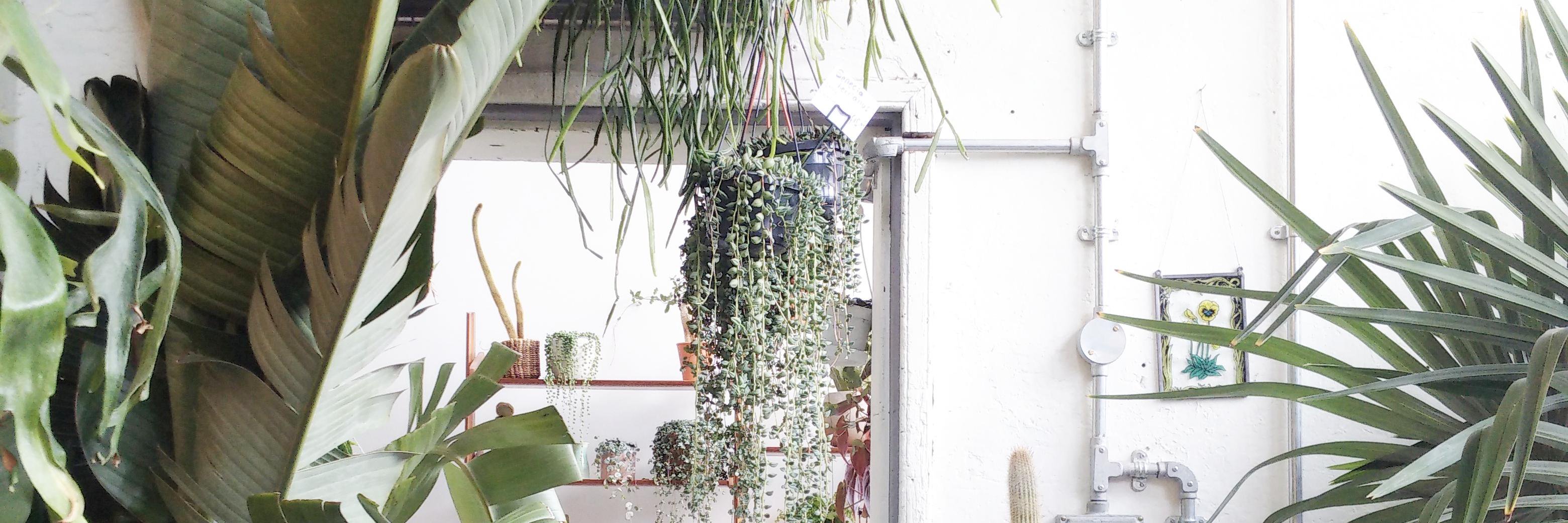 ConservatoryArchives banner