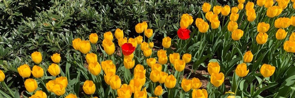 🌷 banner