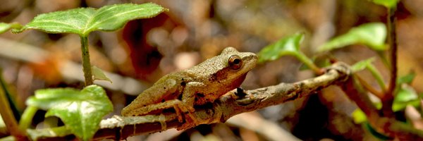 VT_Biology Profile Banner