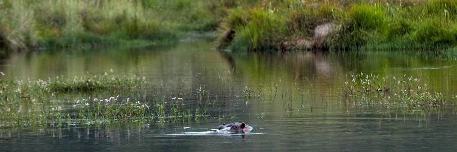 Inga Jacobs-Mata banner