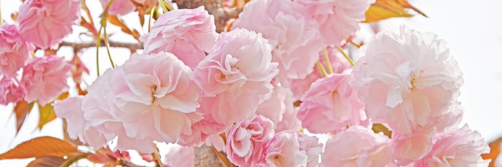 ____mayuuuu's profile banner image