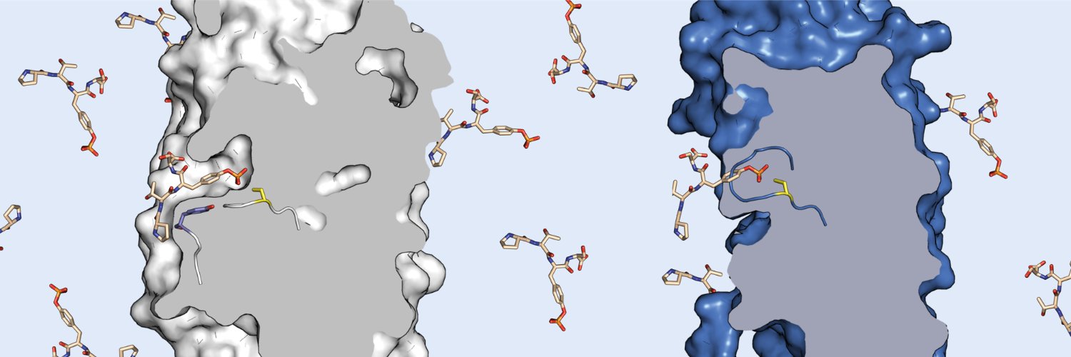 Hayley Sharpe banner