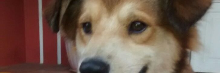 davidcardenasbr's profile banner image
