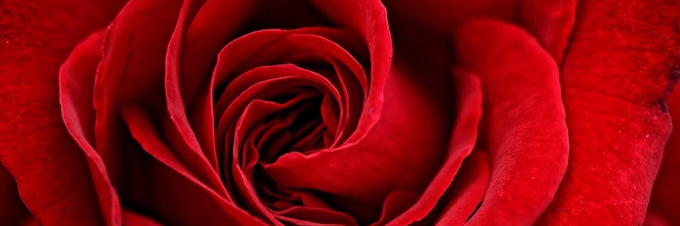 🌹Maya Rose🌹's banner