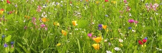 Cheryl van Zyl banner