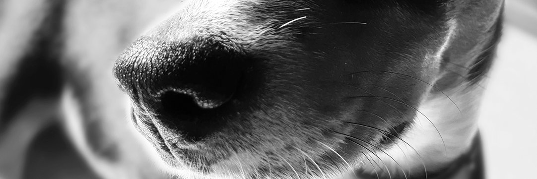 Jorge 'Deebrol' Pedraza banner