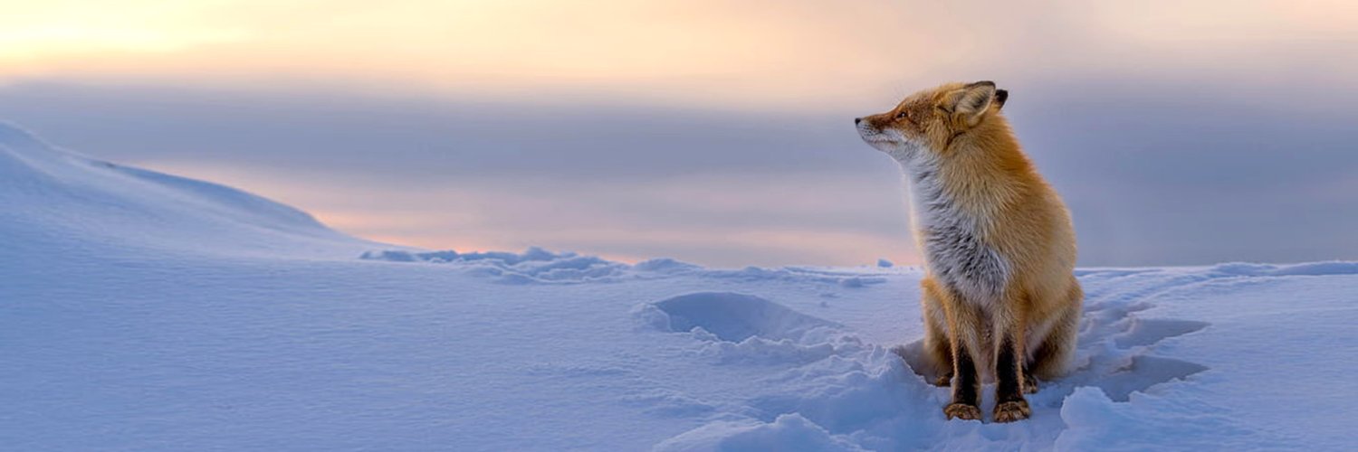 SnowFox banner