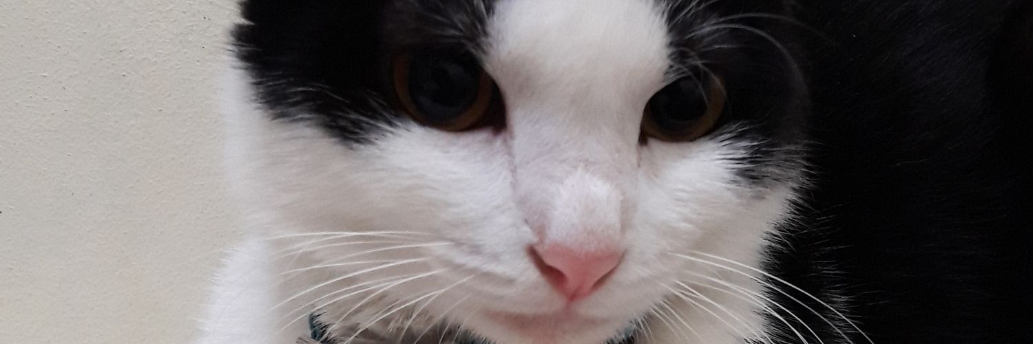 IngeYiyo's profile banner image