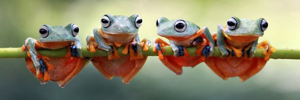moofrog Profile Banner