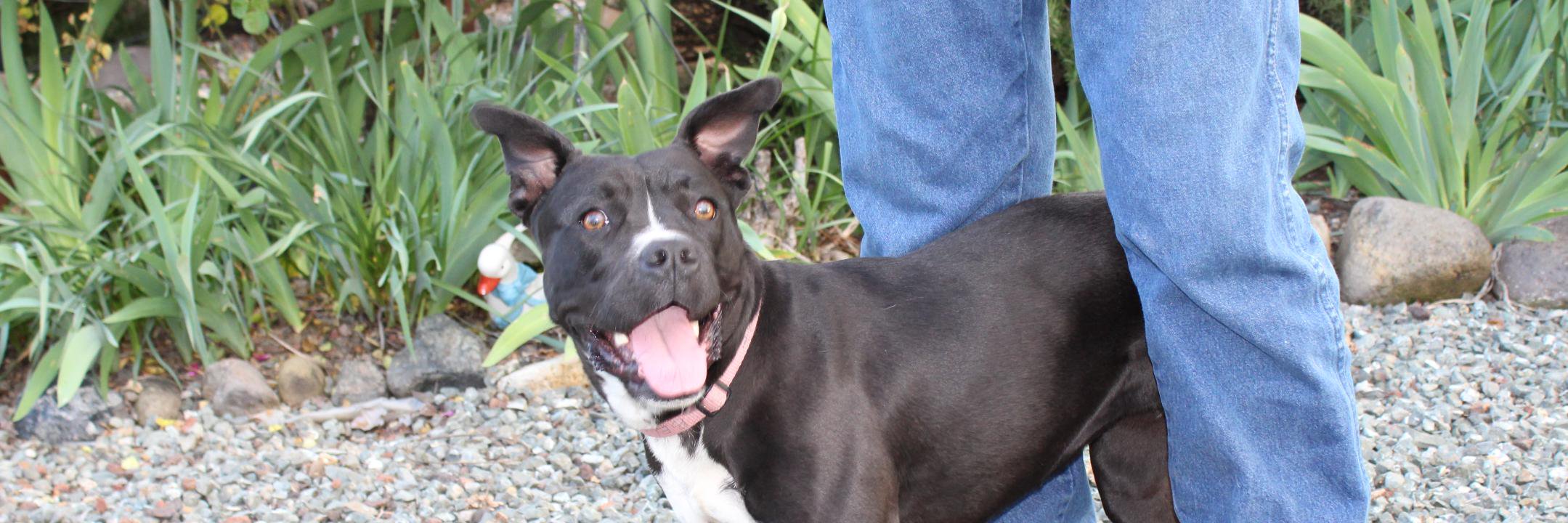 Corie Barloggi banner