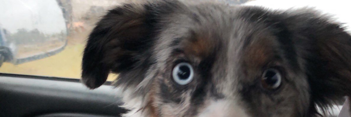 LilWillyDilly's profile banner image