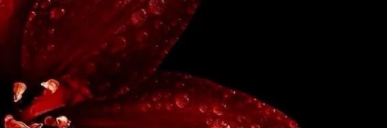 amyflxres's profile banner image