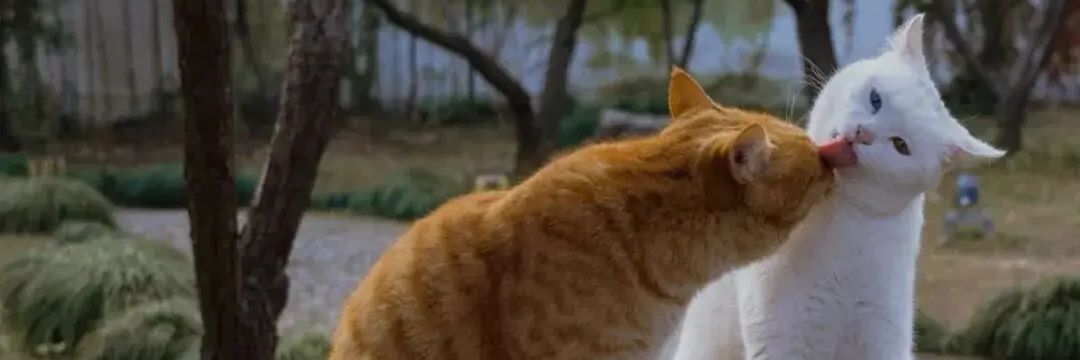 cat_Meme11's profile banner image