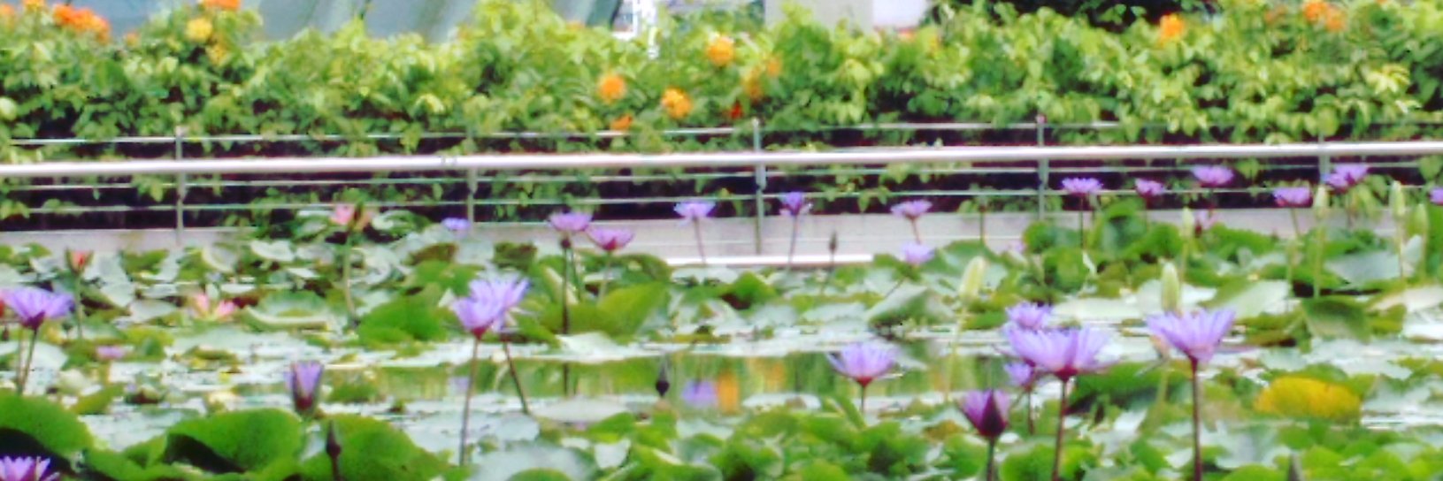 chantikaindri's profile banner image