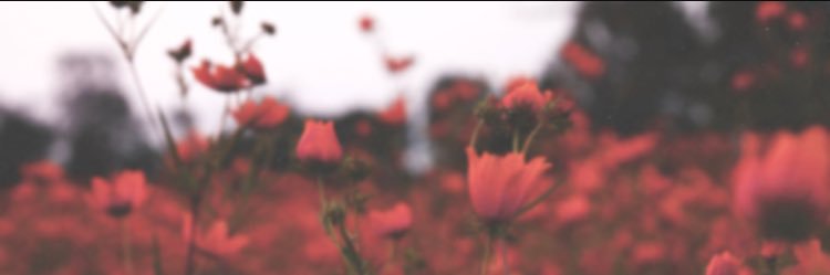 carlyclark44's profile banner image