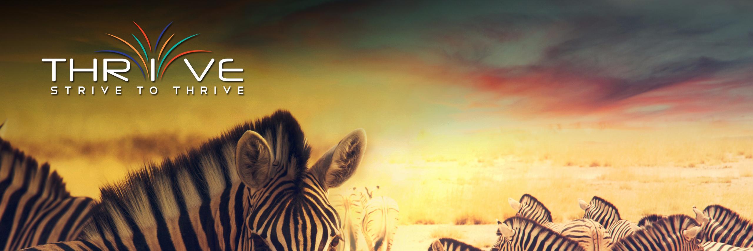 thrivelou's profile banner image