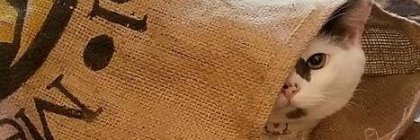 caTinTac's profile banner image