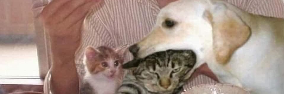 in case you missed me™ banner