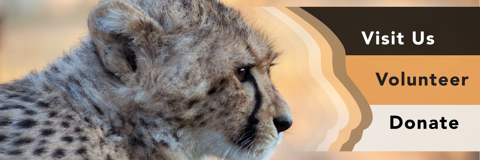 cheetahexp's profile banner image