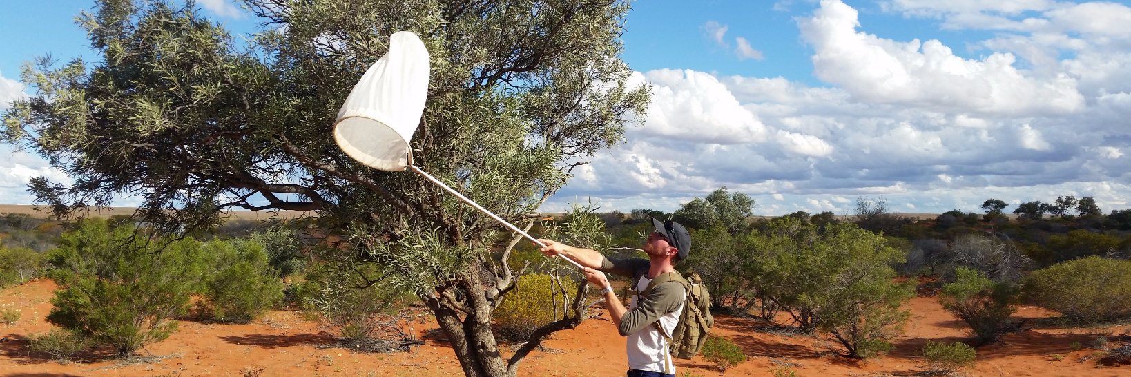 Bentomologist banner