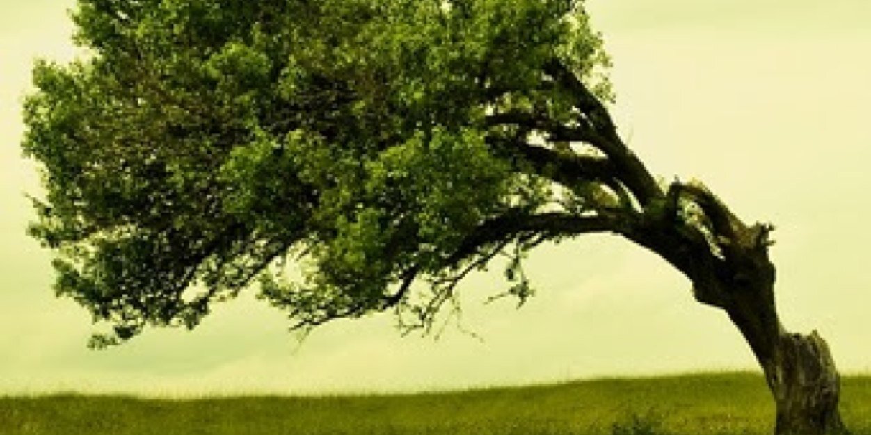 panchawancha's profile banner image
