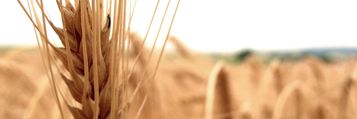 xescu's profile banner image