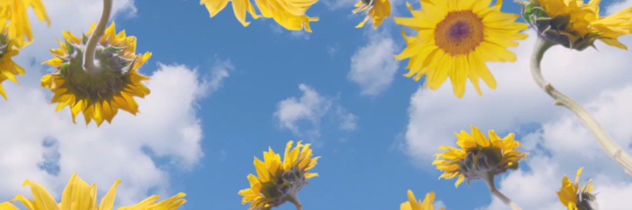 twelvedied's profile banner image