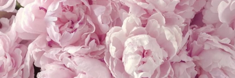 ManoonManouush's profile banner image