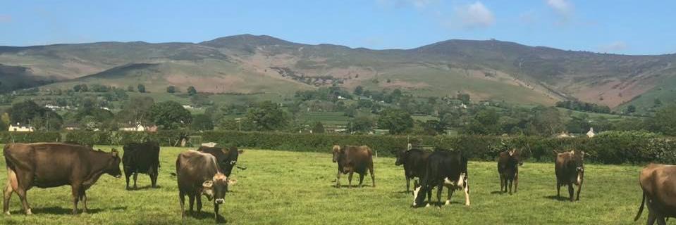 Chilly Cow Ice Cream banner