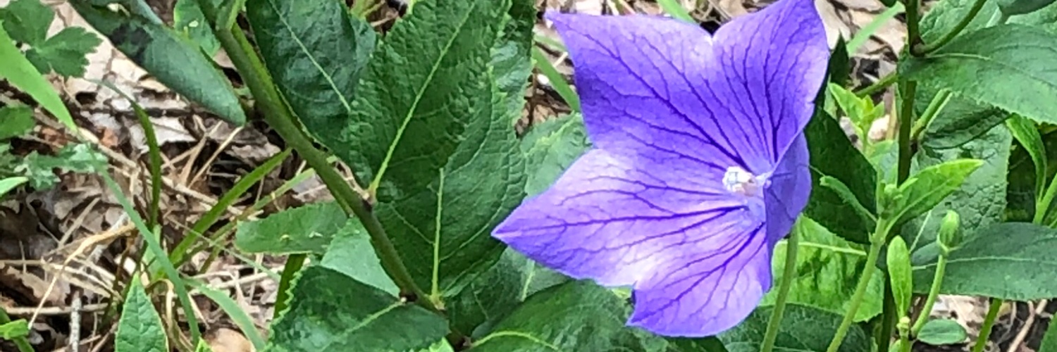 header image