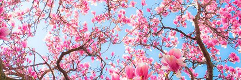 ~ Sarah ~ banner