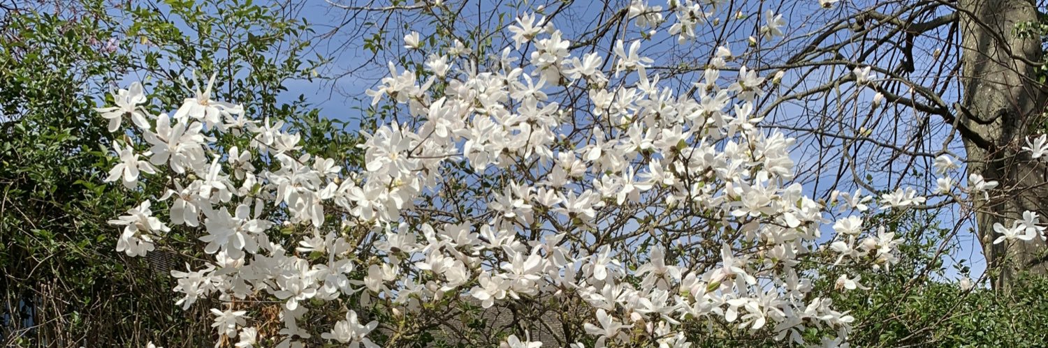 Oliver Jarvis banner