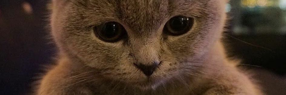 aghnilazuardy's profile banner image