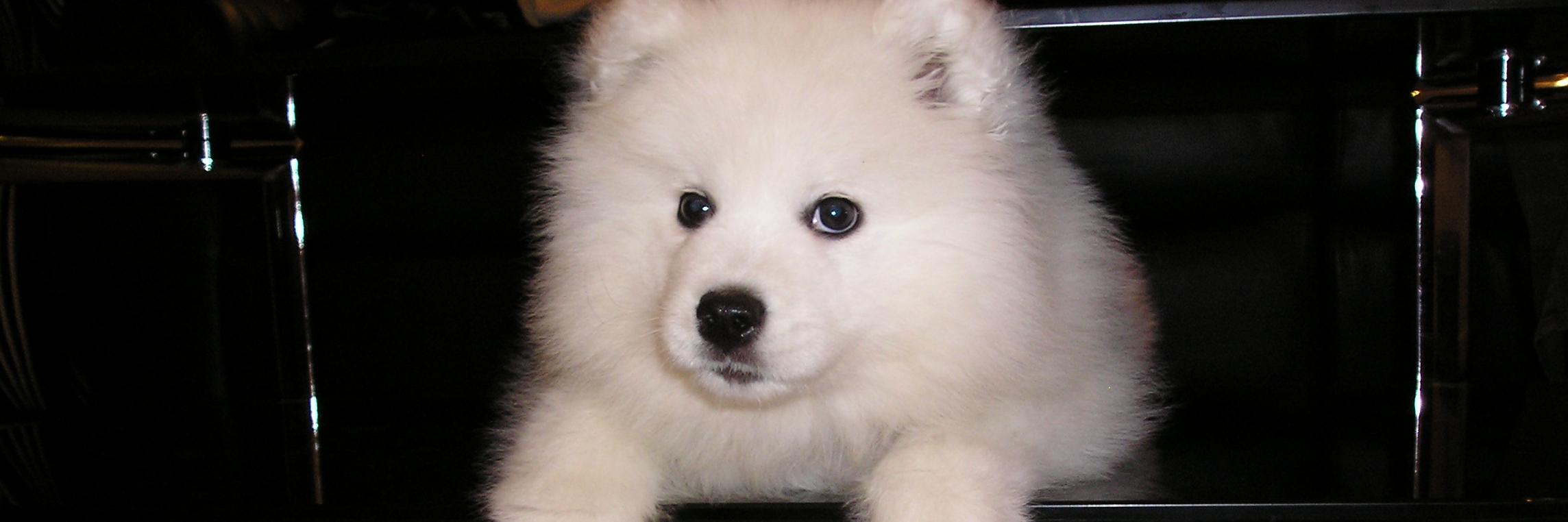 Susan S 😷 🏴󠁧󠁢󠁳󠁣󠁴󠁿 banner