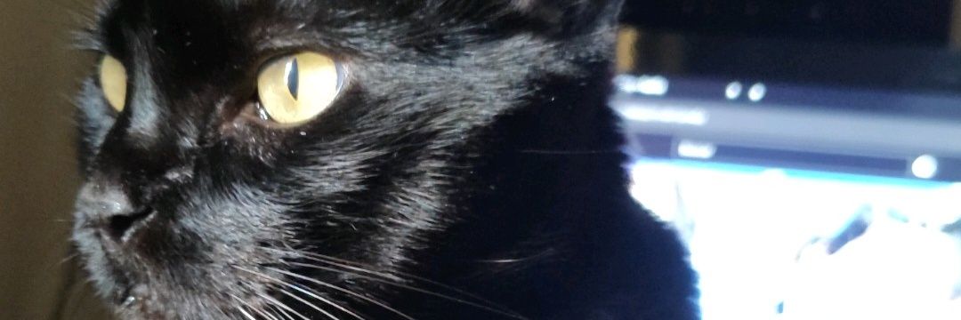 samesadnerd's profile banner image