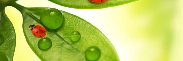 LeanScrumMaster Profile Banner