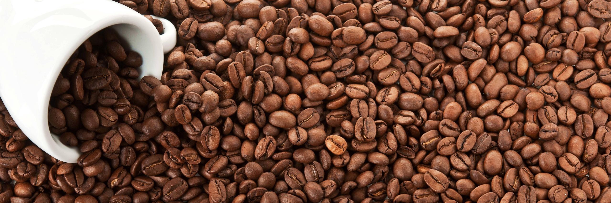 Pflanzen-Tob 🌿 banner