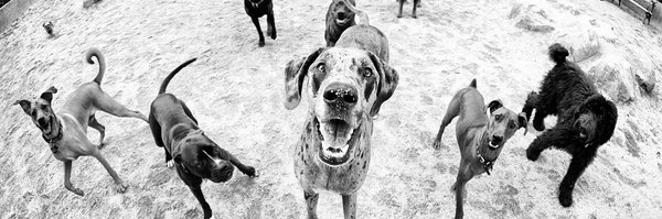 Mutt_Jackson Profile Banner