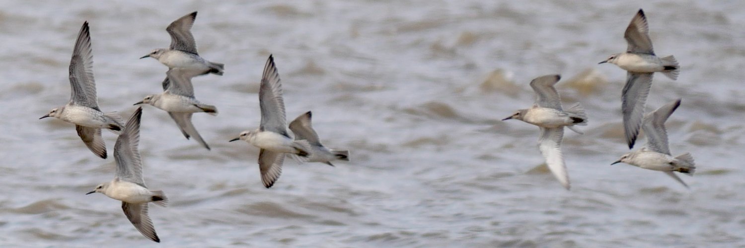RSPB Ribble Estuary banner