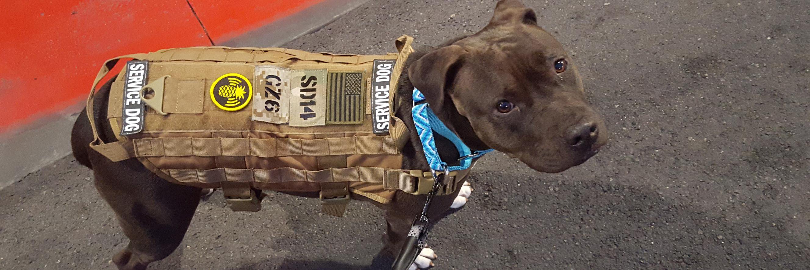 Tuathae de danaan banner