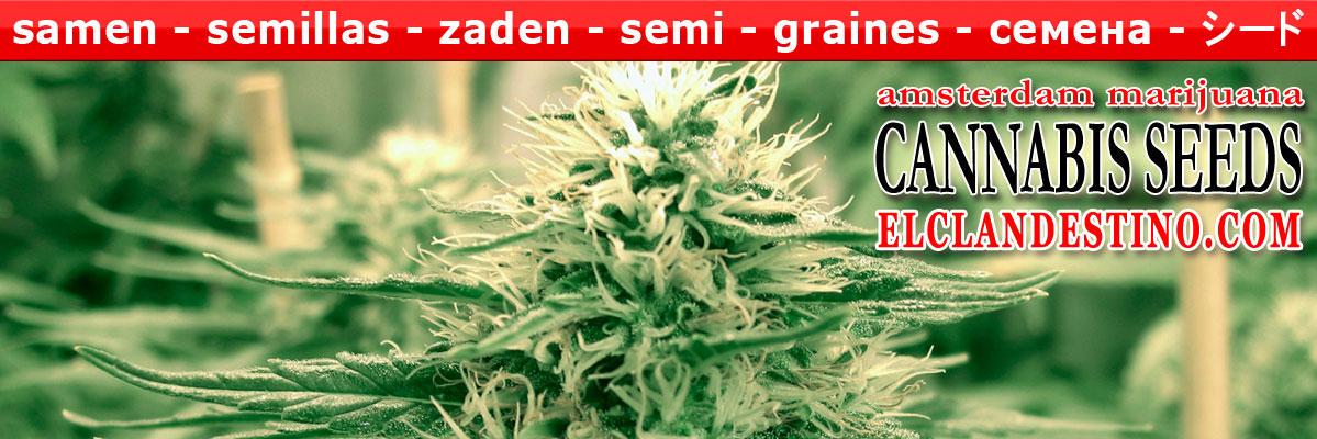 El Clandestino Seed Company banner