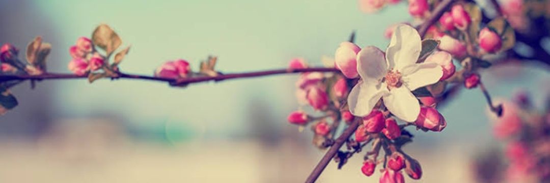se_linertan's profile banner image